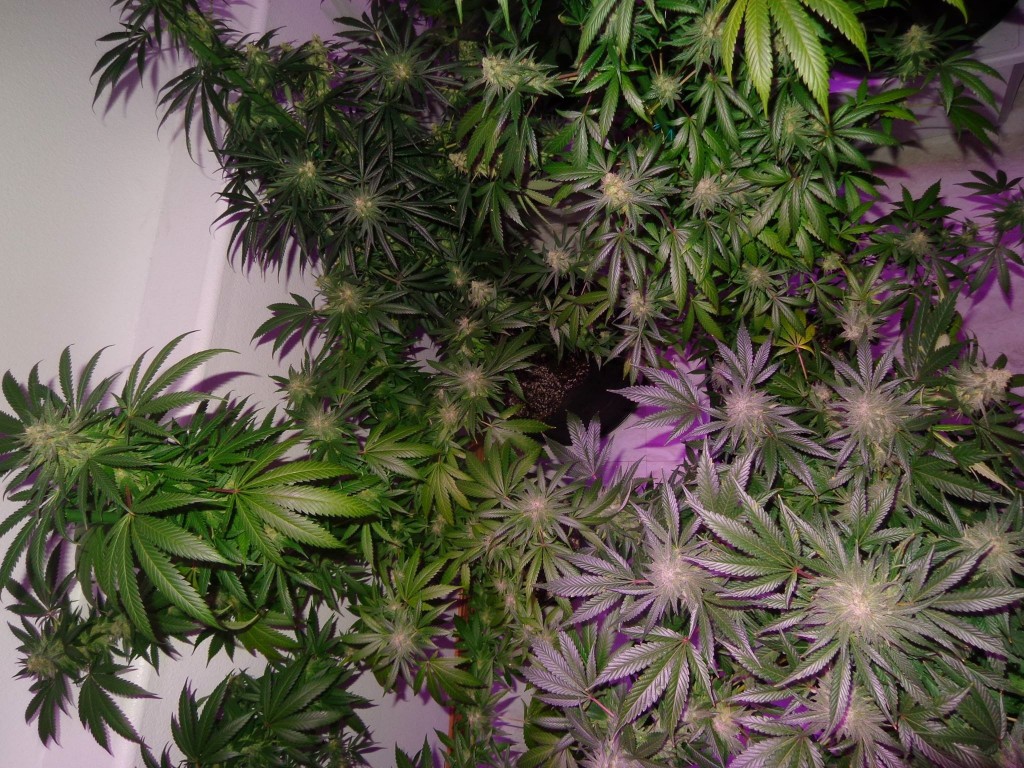 Lush LED Grown Photos