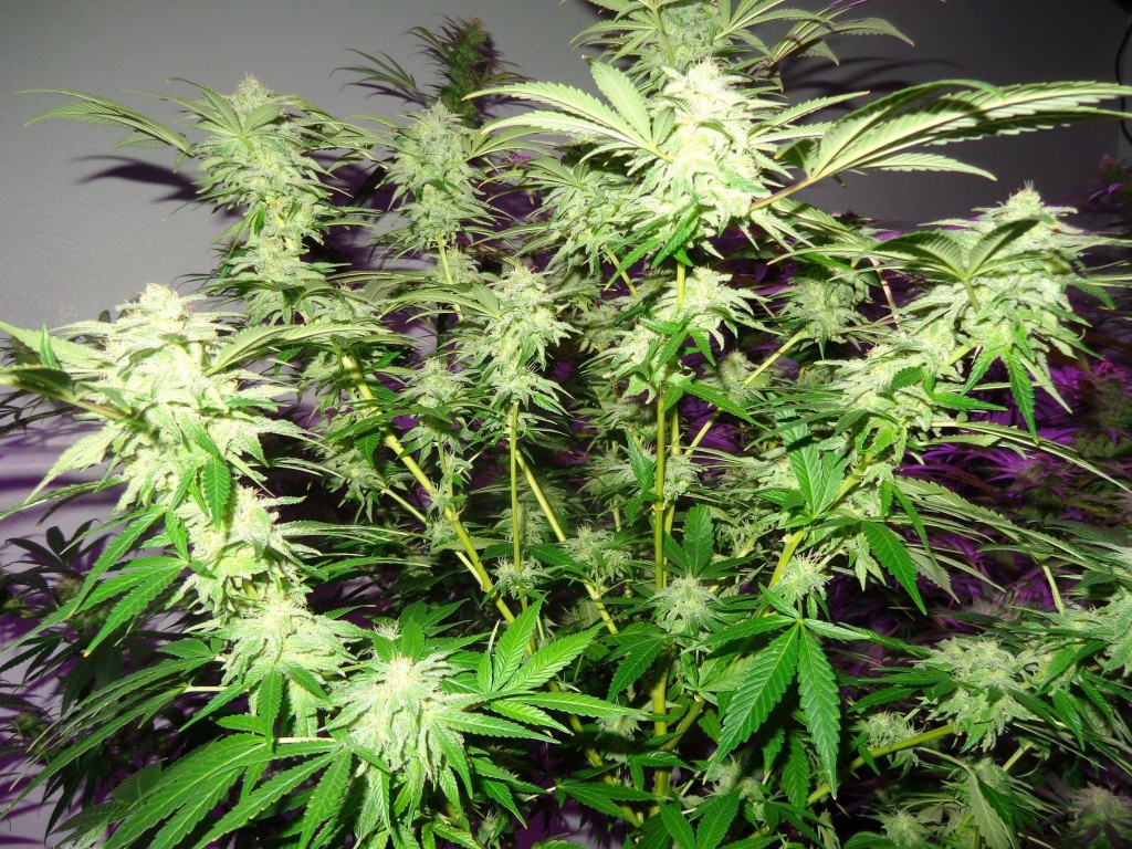 Lush LED Grown Photos