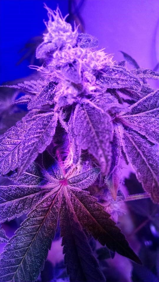 Lush LED Grown Photos