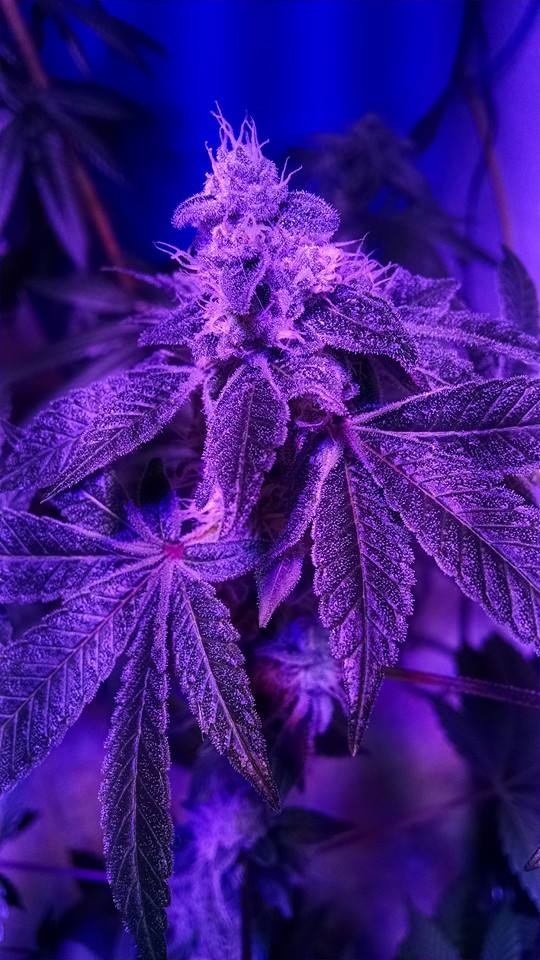 Lush LED Grown Photos