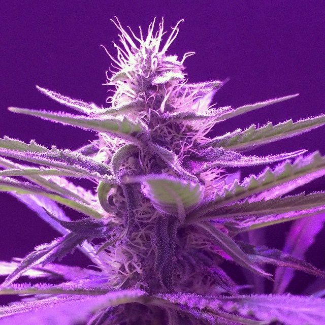 Lush LED Grown Photos