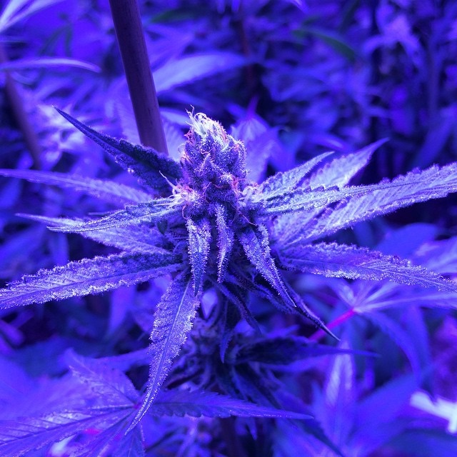 Lush LED Grown Photos