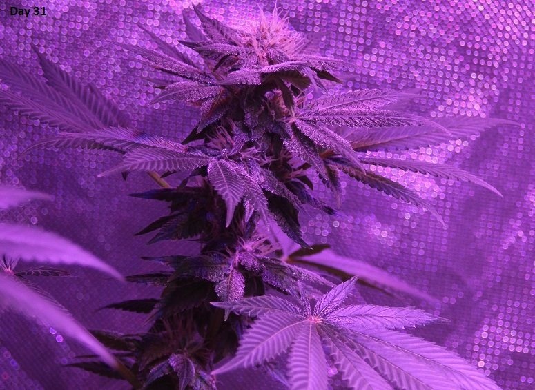 Lush LED Grown Photos