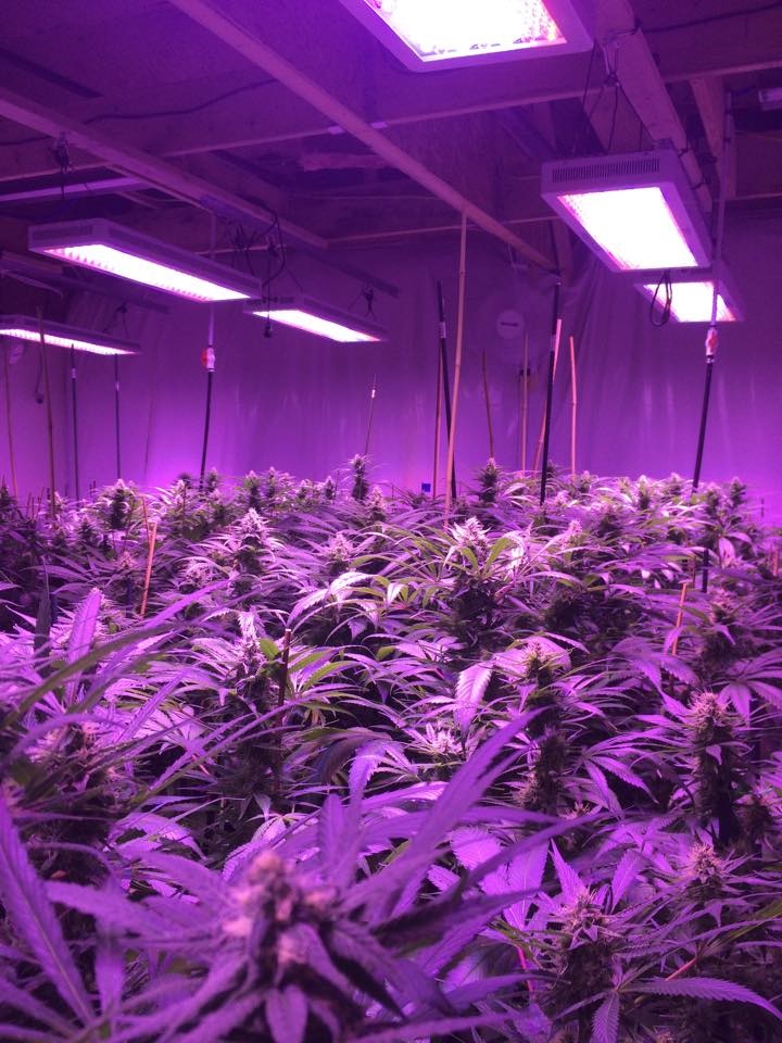 Lush LED Grown Photos