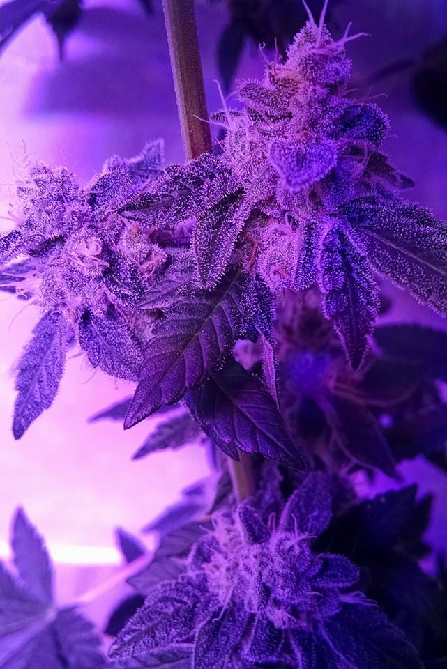 Lush LED Grown Photos