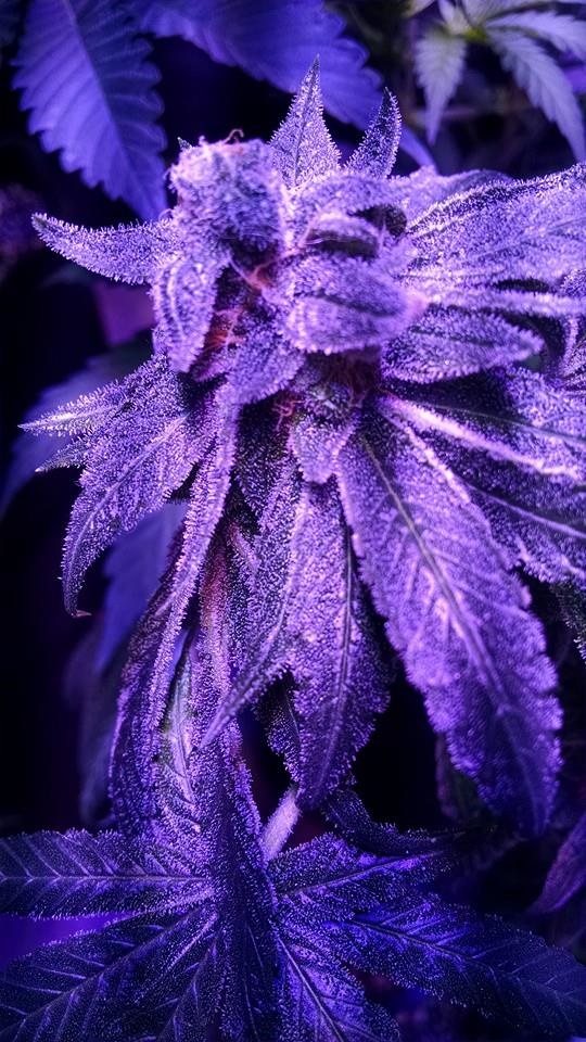 Lush LED Grown Photos