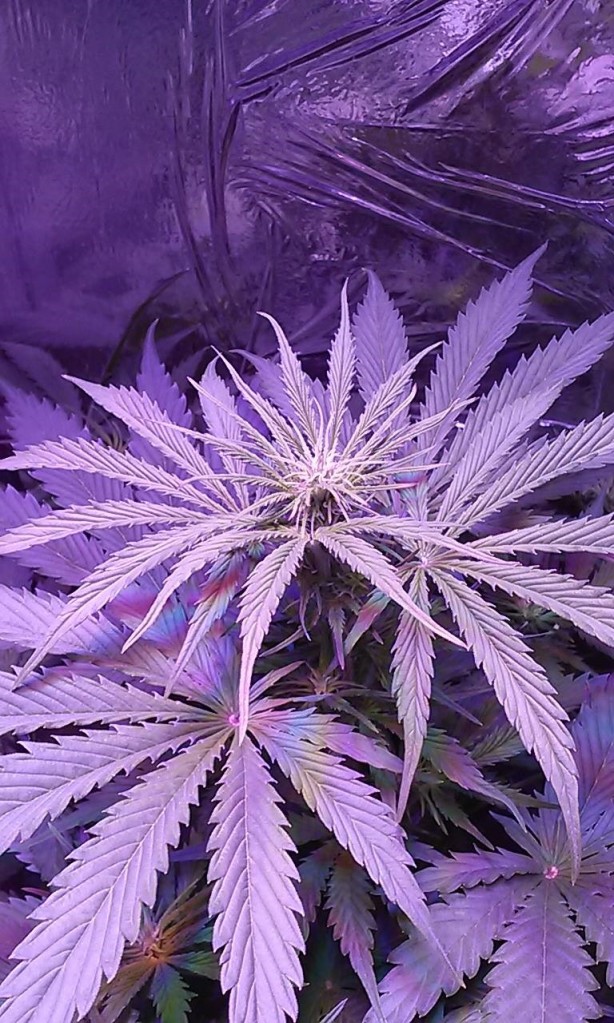 Lush LED Grown Photos