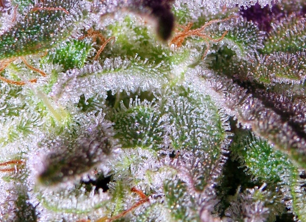 Lush LED Grown Photos