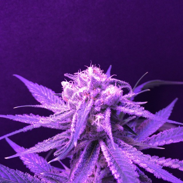 Lush LED Grown Photos