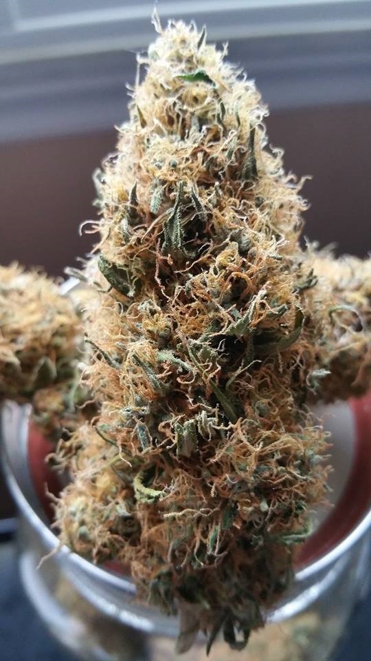 Lush LED Grown Photos