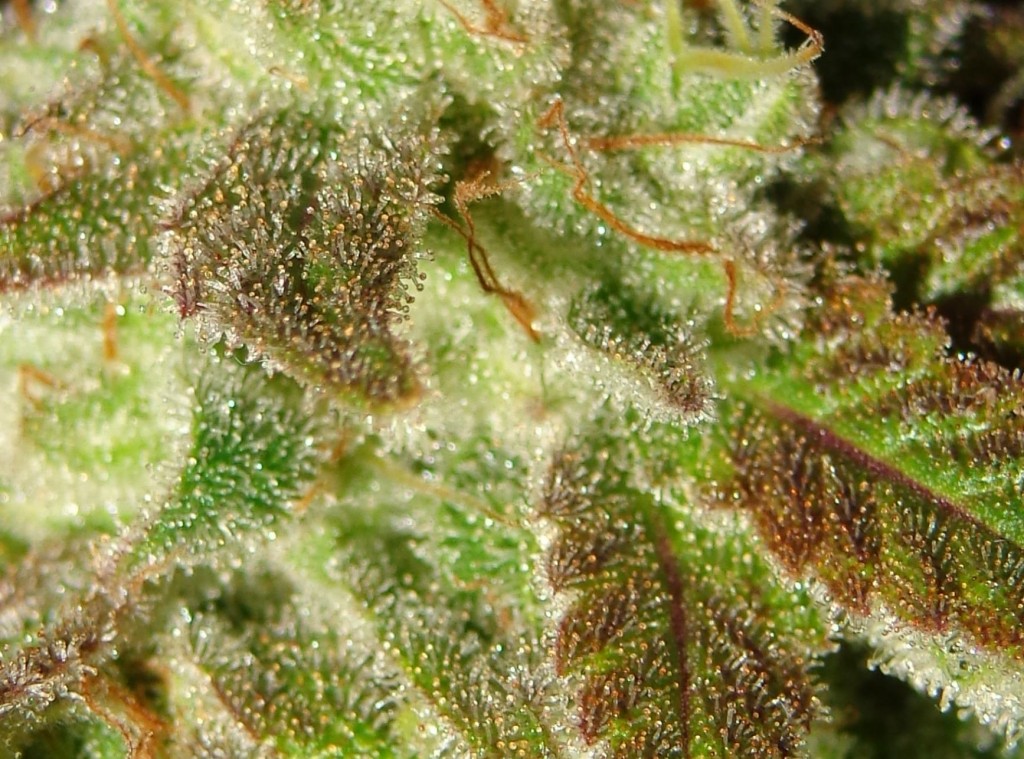 Lush LED Grown Photos