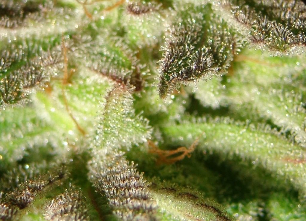 Lush LED Grown Photos