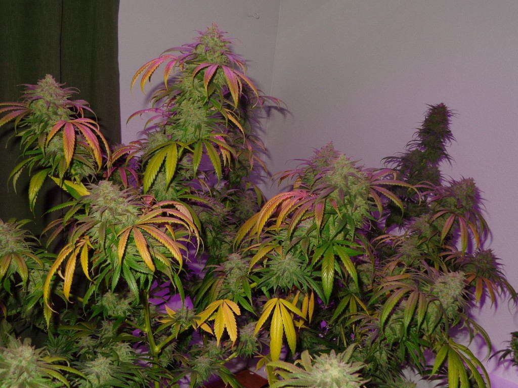 Lush LED Grown Photos