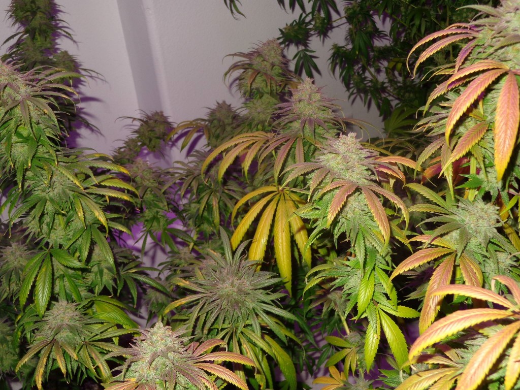 Lush LED Grown Photos