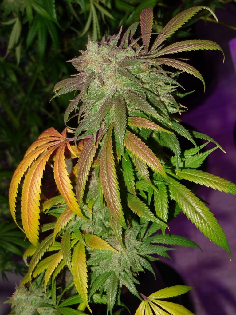 Lush LED Grown Photos