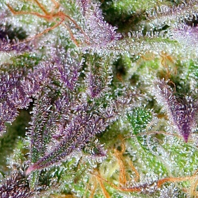 Lush LED Grown Photos