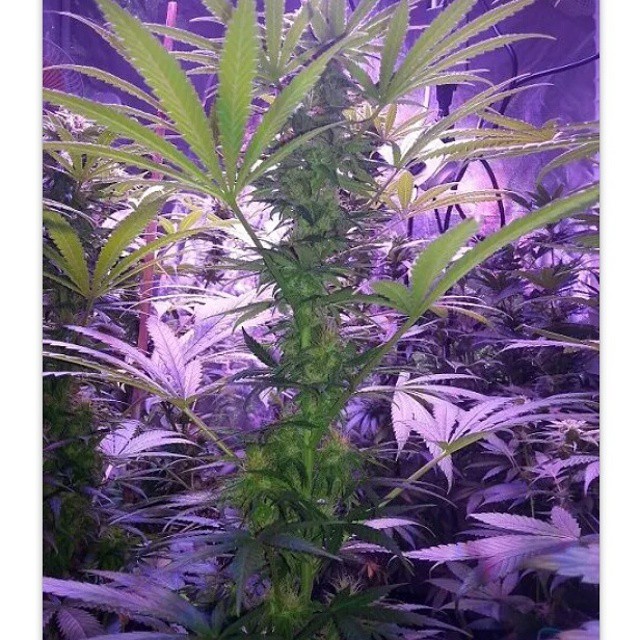 Lush LED Grown Photos