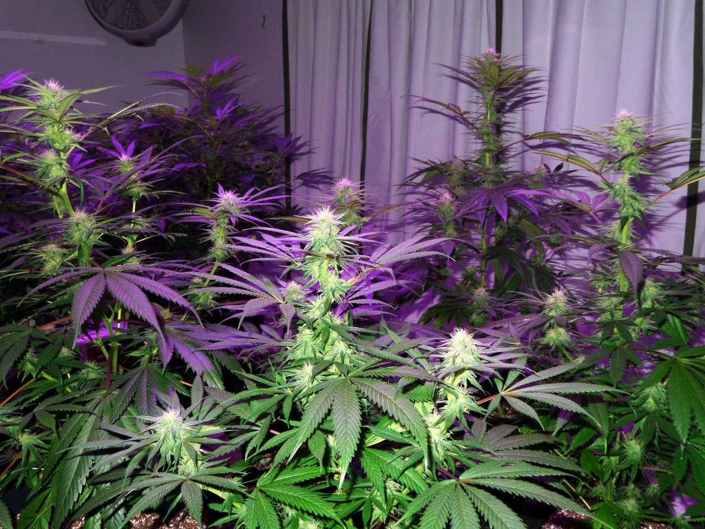 Lush LED Grown Photos