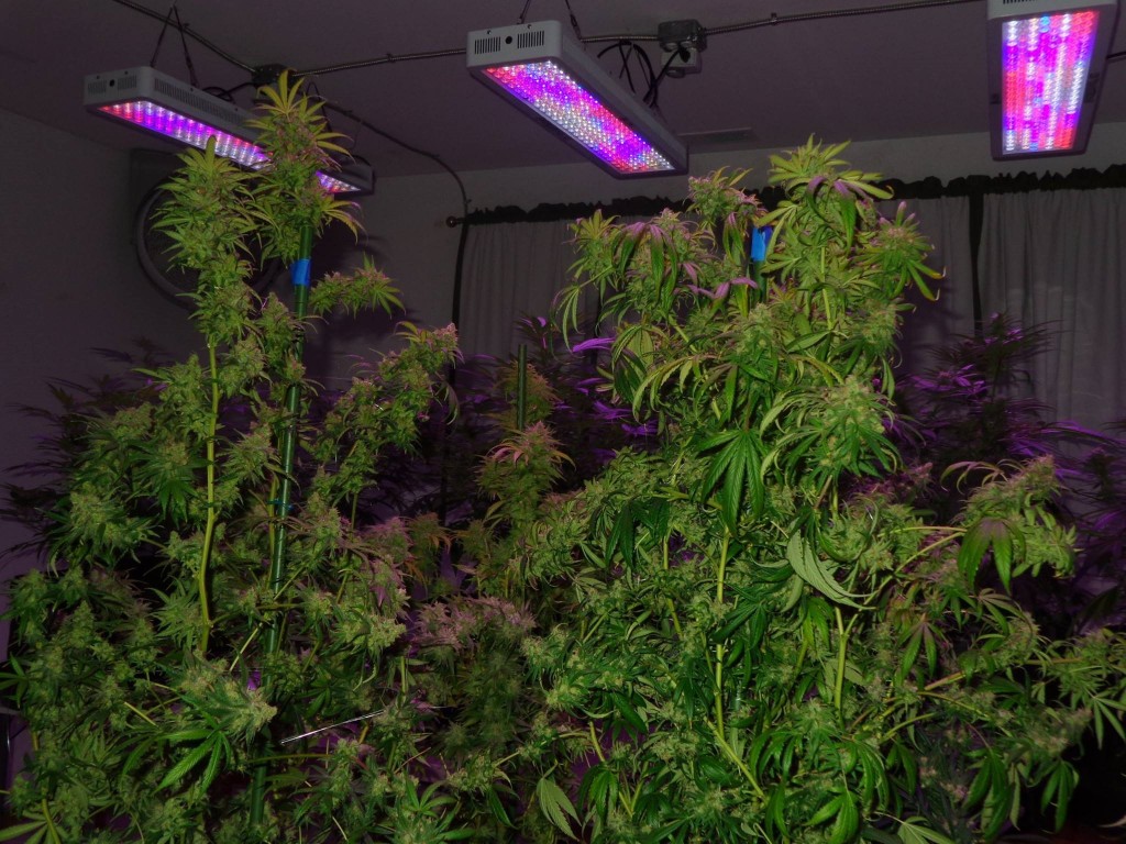 Lush LED Grown Photos