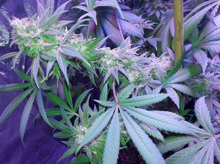 Lush LED Grown Photos