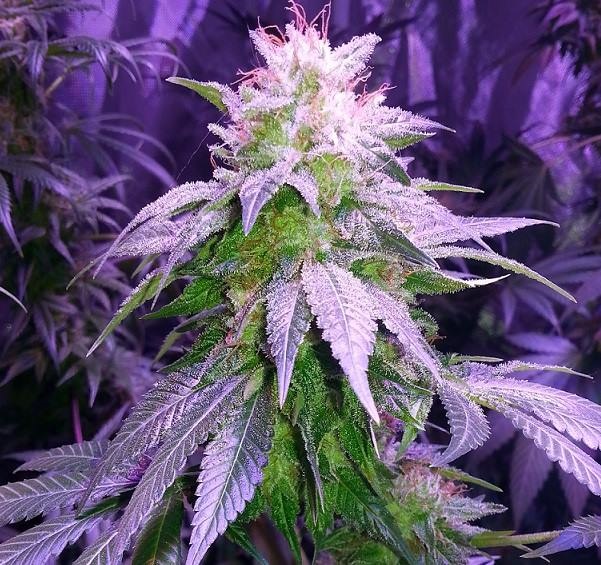 Lush LED Grown Photos