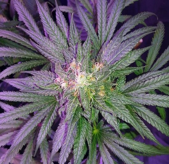 Lush LED Grown Photos