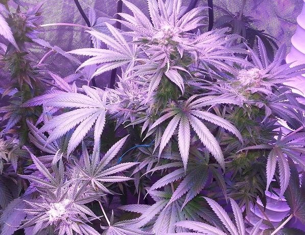 Lush LED Grown Photos