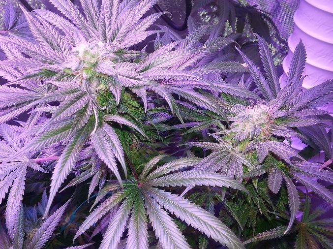 Lush LED Grown Photos