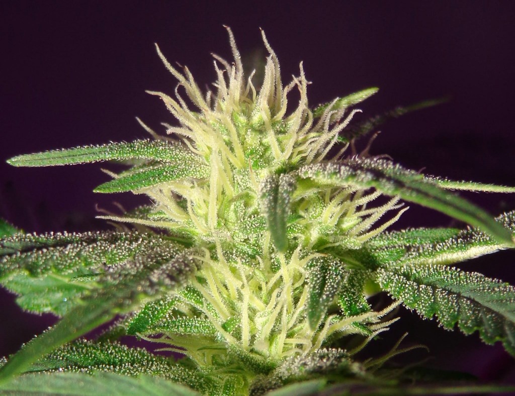 Lush LED Grown Photos