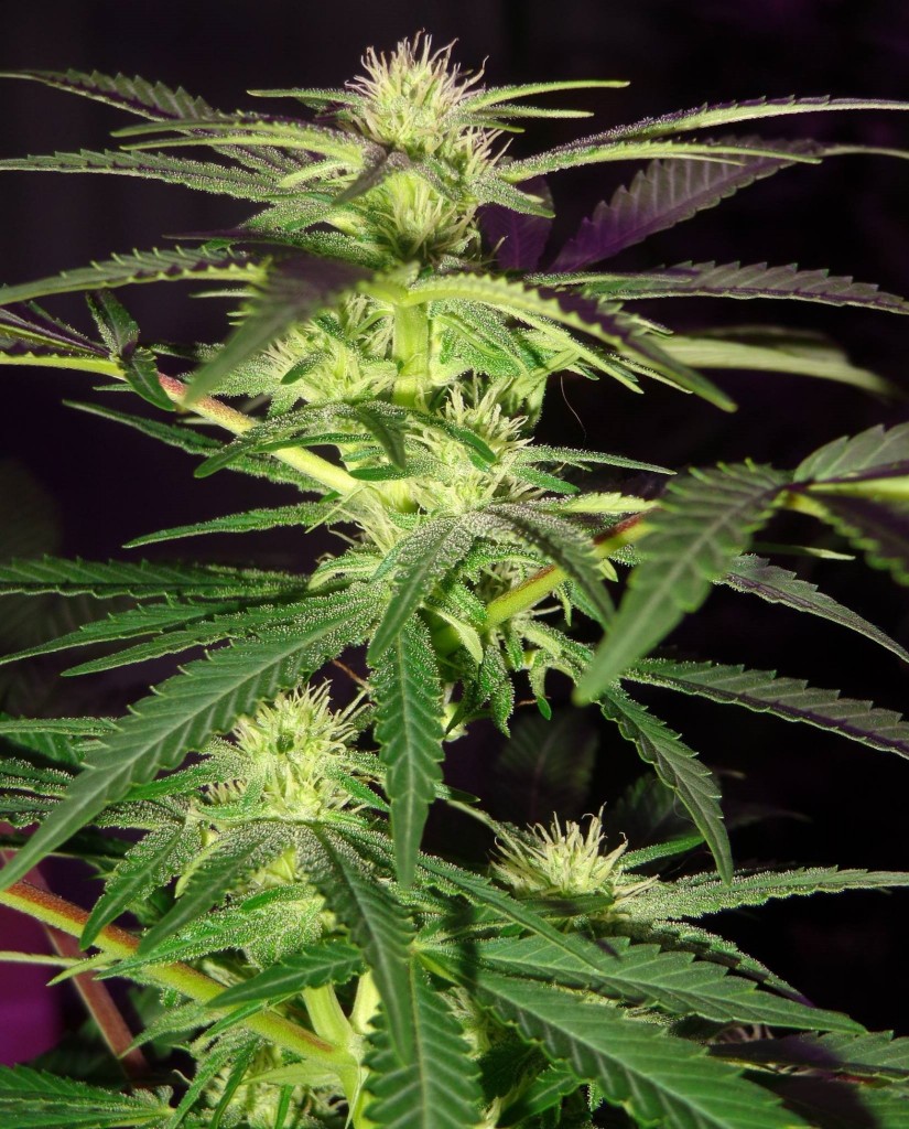 Lush LED Grown Photos