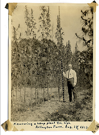 Lyster Dewey and a 4-meter-tall hemp plant at Arlington Farms