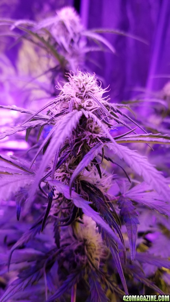 MA day 31 bud porn