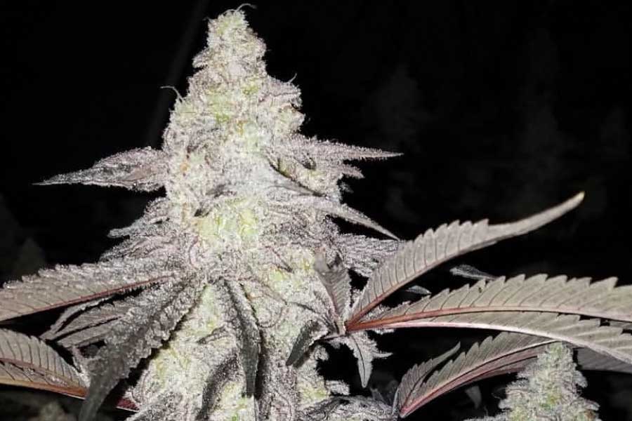 MAC-1-feminized-cannabis-seeds3.jpg