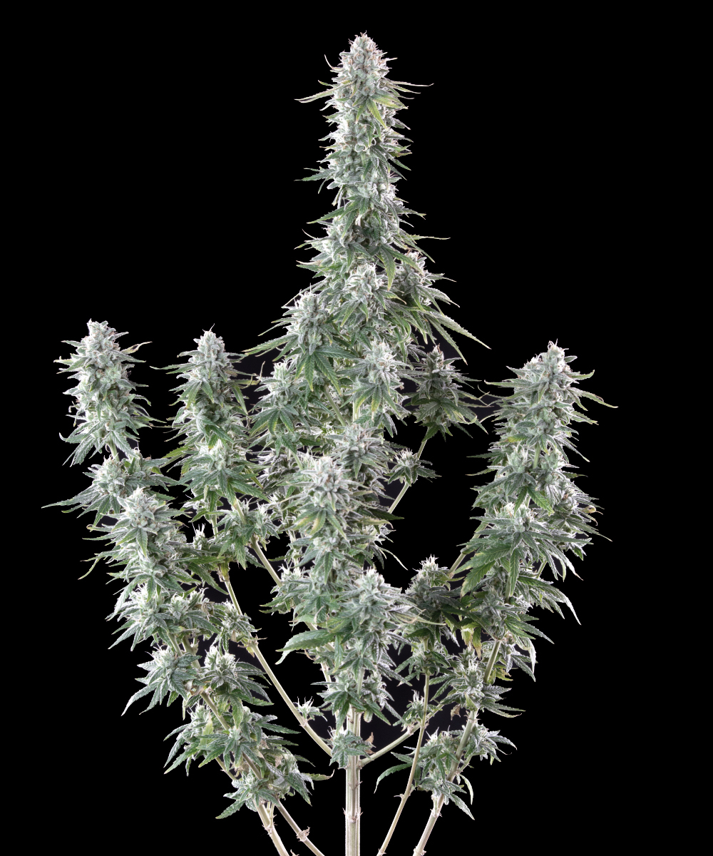 Mac 1 Strain-3.jpg