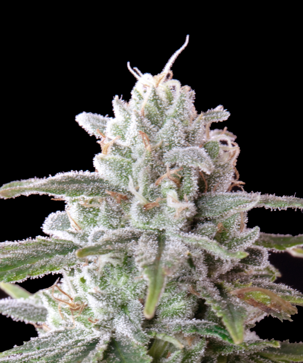 Mac 1 Strain-4.jpg