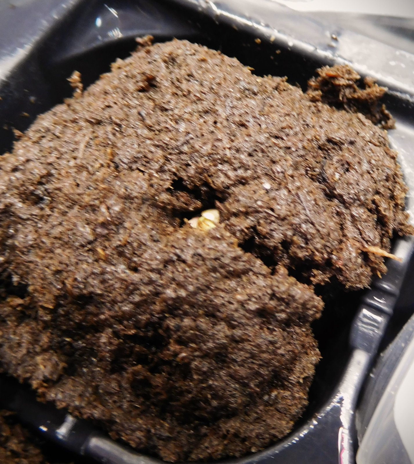 MAC seed plus 5 days (3)2.JPG