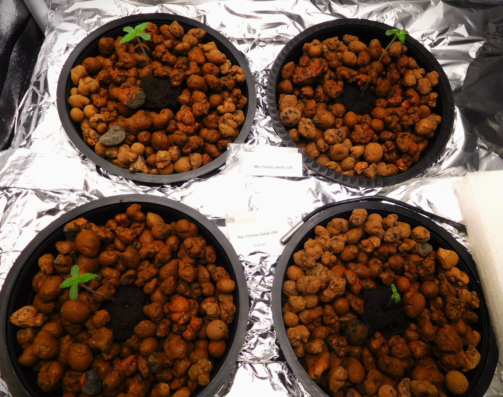 MAC Seed plus 7 days (2).JPG