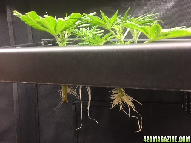 Mack plus Mama Thai x Pineapple Chunk grow clones