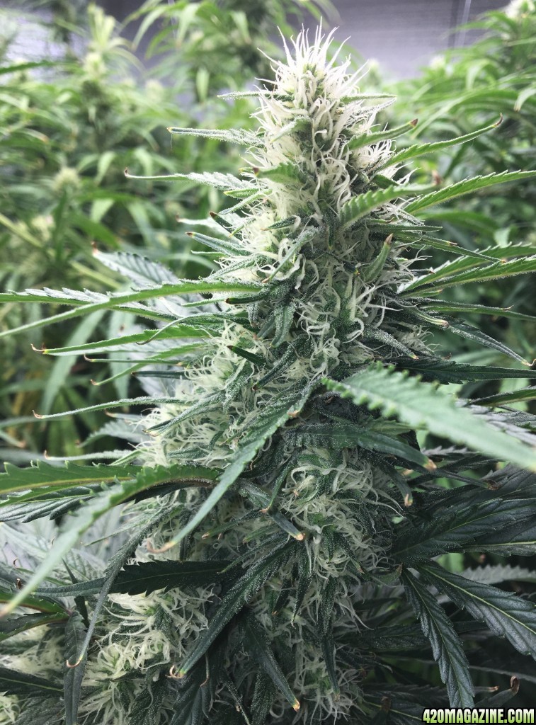 Mack plus Mama Thai x Pineapple Chunk grow