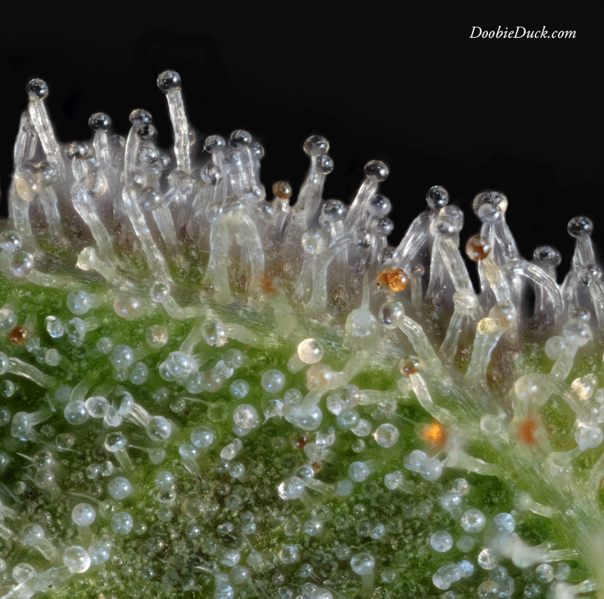 Macro cannabis DoobieDuck