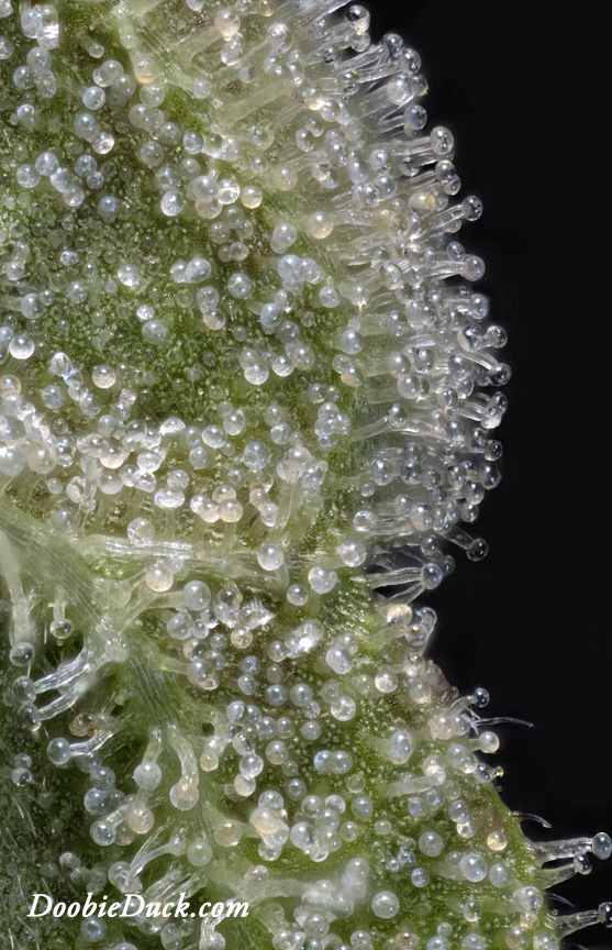 Macro cannabis DoobieDuck