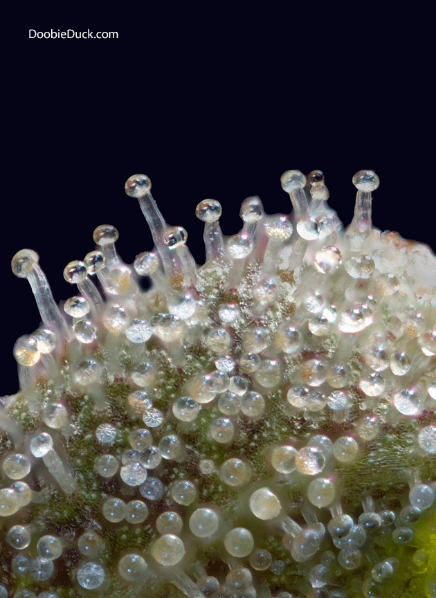 Macro cannabis DoobieDuck