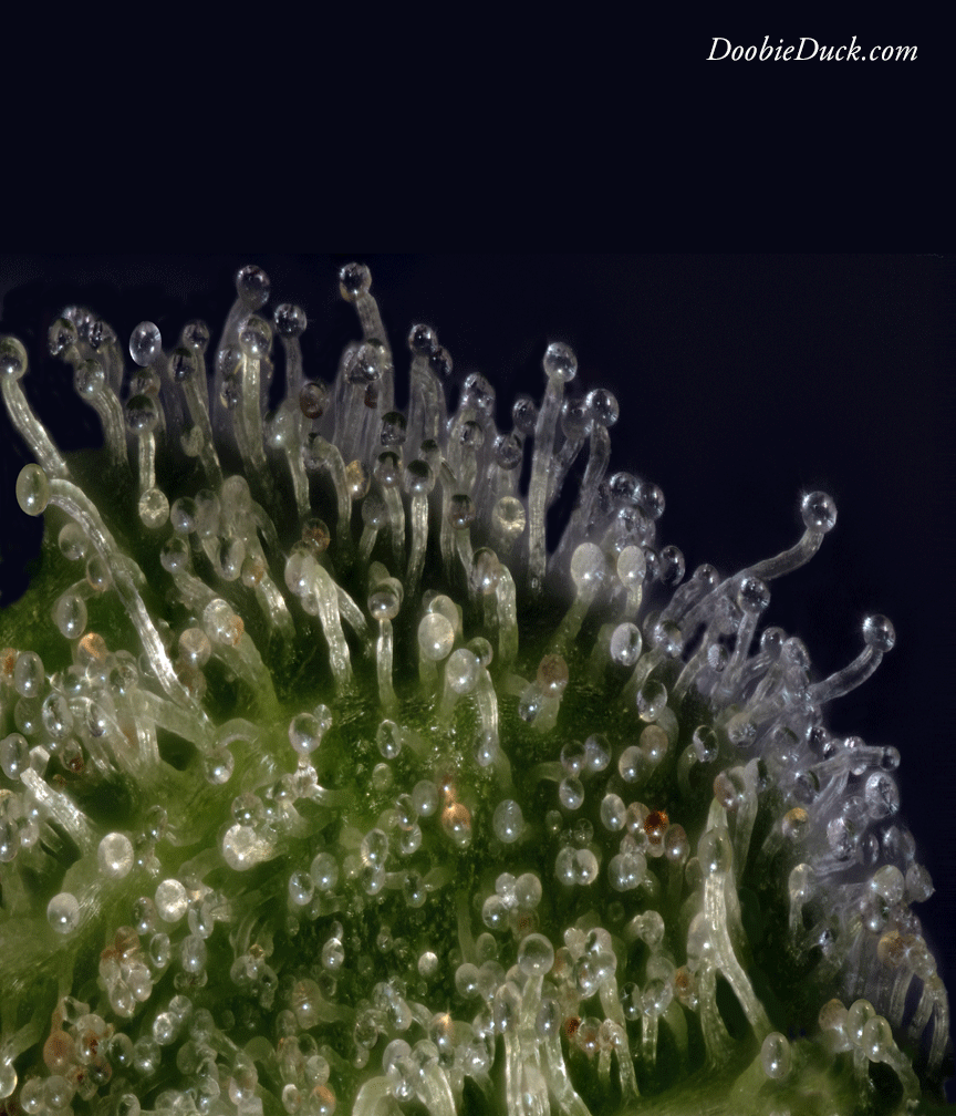 Macro cannabis DoobieDuck