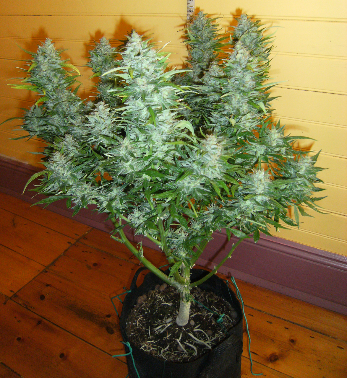 Mad Miss Mary Cover Girl - Haze Auto