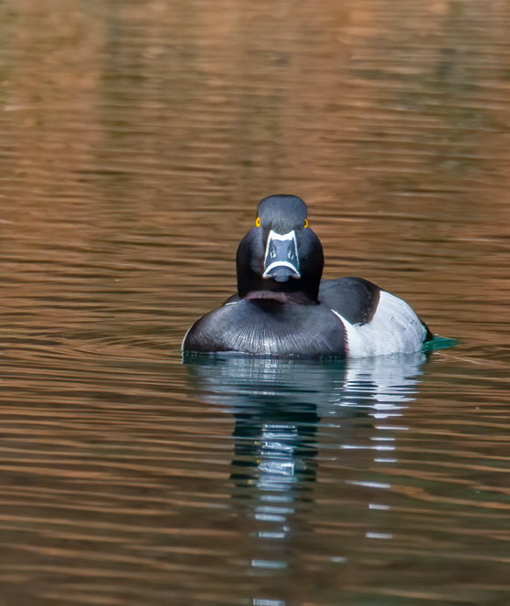 Mad wood duck.jpg