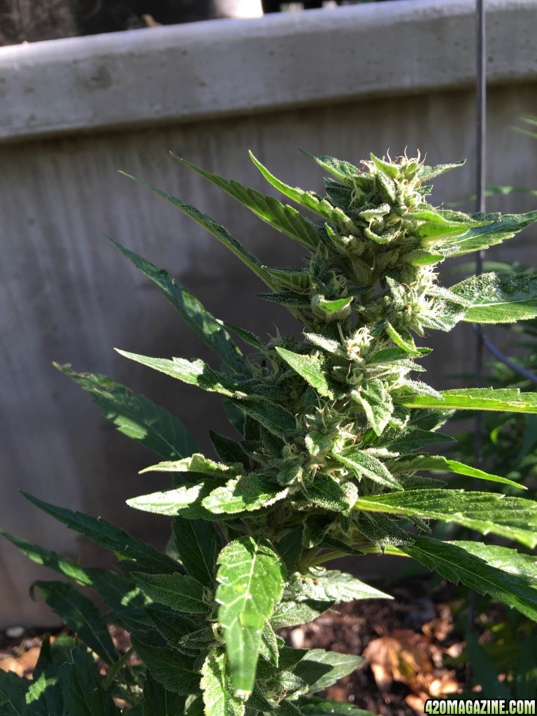 MadMan OG Outdoor Grow Los Angeles