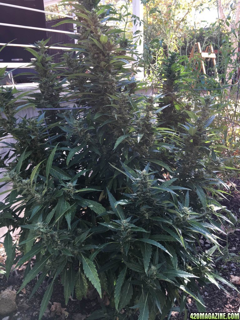 MadMan OG Outdoor Grow Los Angeles