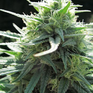 MAF-mighy-amstel-freezeland-seeds-growers-choice-weed.jpg