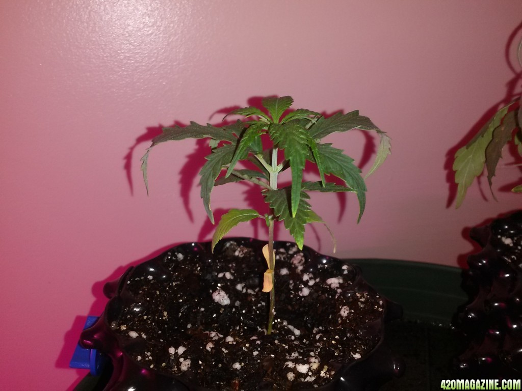 MaggiesFarm - 1st Soil Grow - Nirvana Freebies - 06-08-2014