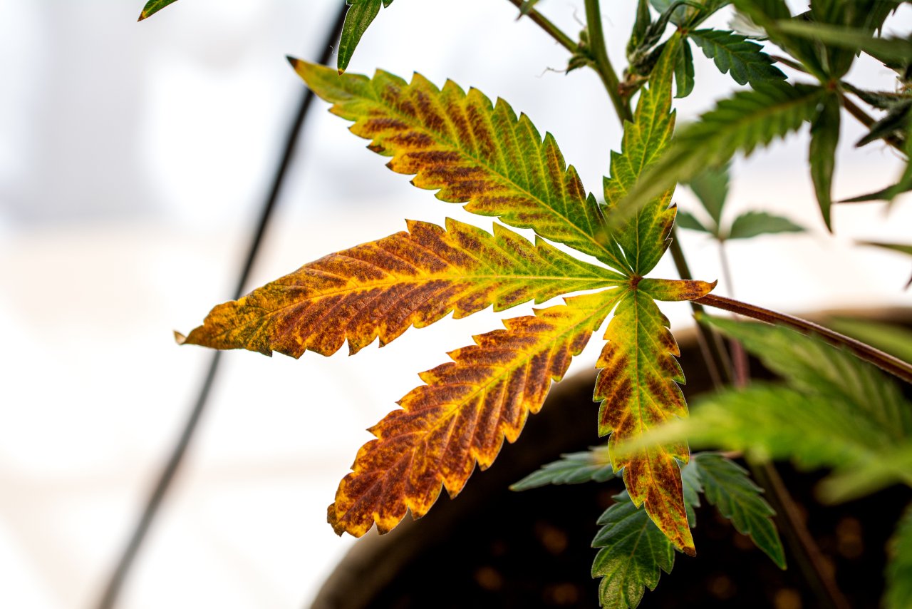 Magnesium deficient fan leaf, caused by too much light.